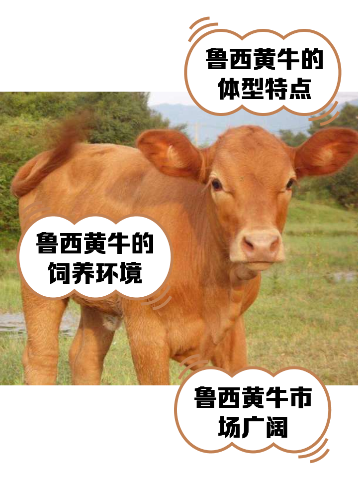 黔西最新医保取现黄牛方法分析(最方便真实的黔西医保取现黄牛怎么取方法)
